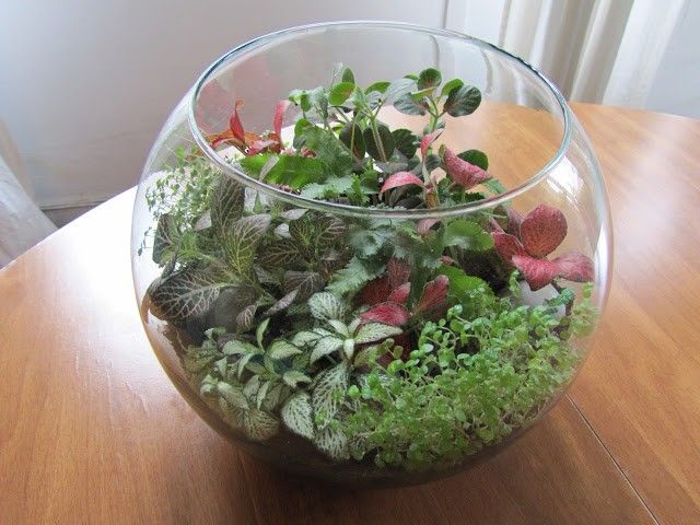 terrario DIY
